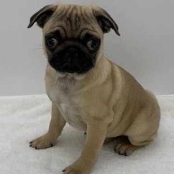 パグ【静岡県・男の子・2022年10月17日・フォーン】の写真「とっても可愛い〜男の子です💕」