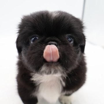 ミックス(ペキニーズ×パグ)【静岡県・男の子・2023年6月24日・ブラック】の写真「とってもかわいいです。💕」
