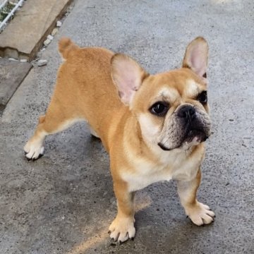 フレンチブルドッグ【静岡県・女の子・2023年11月17日・フォーン】の写真「とっても可愛い女の子です💕」