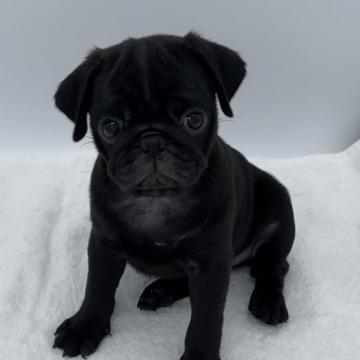 パグ【静岡県・女の子・2022年7月30日・ブラック】の写真「とっても可愛い〜女の子です💕」