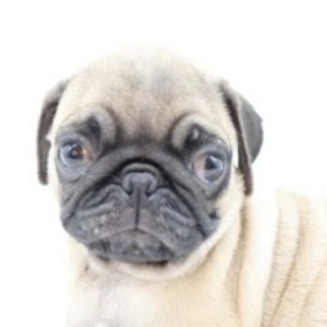 パグ【静岡県・男の子・2023年8月21日・フォーン】の写真「とってもかわいいですね💕」