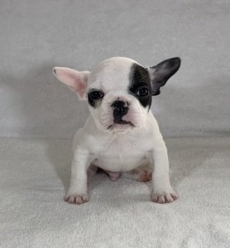 フレンチブルドッグ【静岡県・男の子・2021年11月28日・パイド】の写真「とっても可愛いく小柄な男の子です💖」
