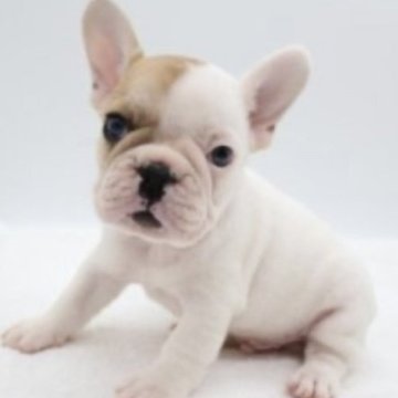 フレンチブルドッグ【静岡県・男の子・2023年9月18日・ハニーパイド】の写真「とってもかわいいです💕」