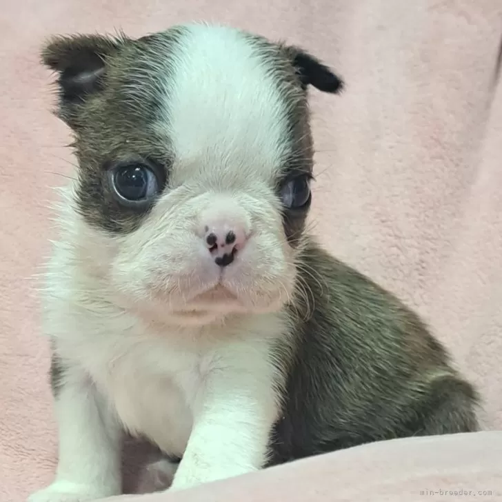 ID：2501-02747の子犬