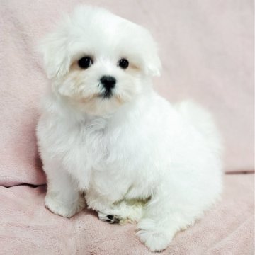 マルチーズ【茨城県・女の子・2025年8月22日・ホワイト】の写真「ちび可愛い💓」