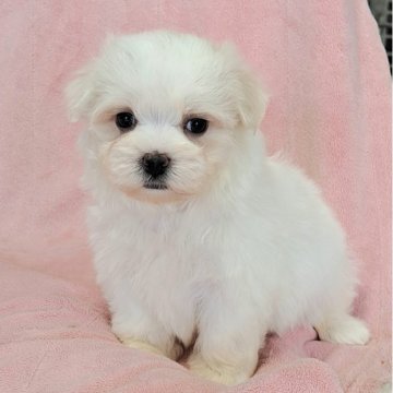 マルチーズ【茨城県・男の子・2025年8月22日・ホワイト】の写真「可愛い💓」
