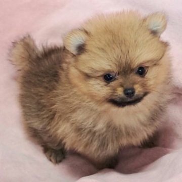 ポメラニアン【茨城県・女の子・2025年8月1日・オレンジ】の写真「愛くるしい可愛いこ🥰」
