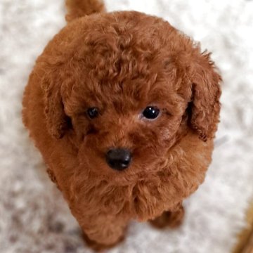 トイプードル(トイ)【茨城県・女の子・2025年8月20日・レッド】の写真「小顔で可愛い女の子💓」