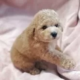 トイプードル(トイ)【茨城県・男の子・2025年10月24日・アプリコット】の写真1