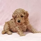 トイプードル(トイ)