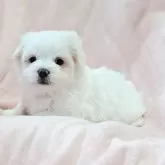 マルチーズ
