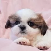 シーズー【茨城県・男の子・2024年10月19日・ゴールド&ホワイト】の写真1