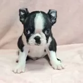 ボストンテリア