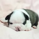 ボストンテリア