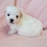 マルチーズ