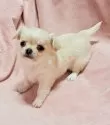 チワワ(ロング)【茨城県・女の子・2024年11月20日・クリーム&ホワイト】の写真2