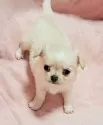 チワワ(ロング)【茨城県・女の子・2024年11月20日・クリーム&ホワイト】の写真4