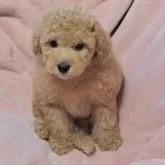 トイプードル(トイ)【茨城県・男の子・2025年10月24日・アプリコット】の写真6