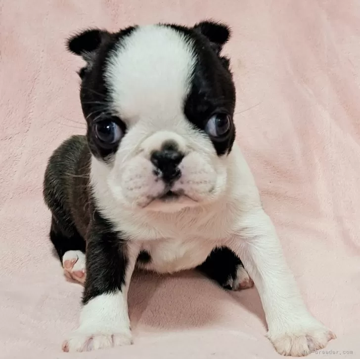 ID:2401-02922の子犬