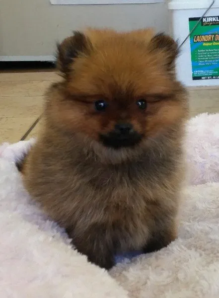 あっこ 様のお迎えした子犬