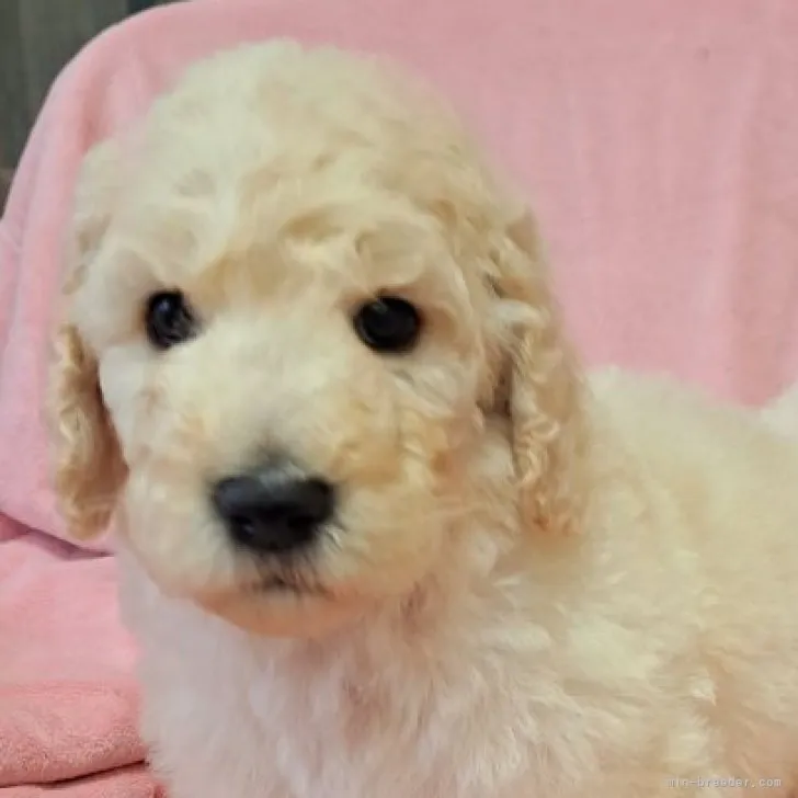 ID:2302-00583の子犬