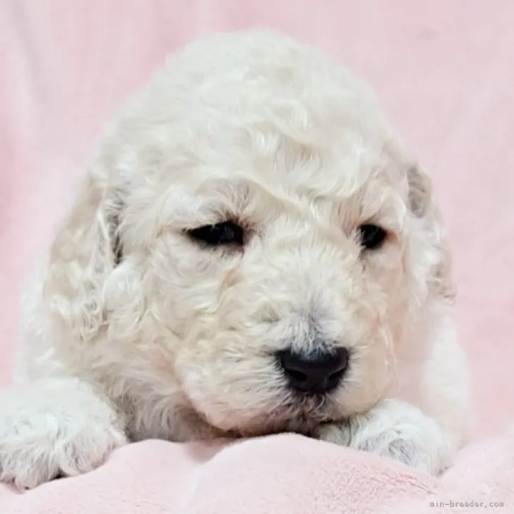 ID：2301-03936の子犬