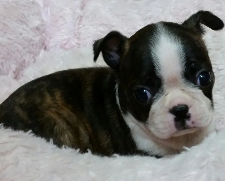 Taka 様のお迎えした子犬