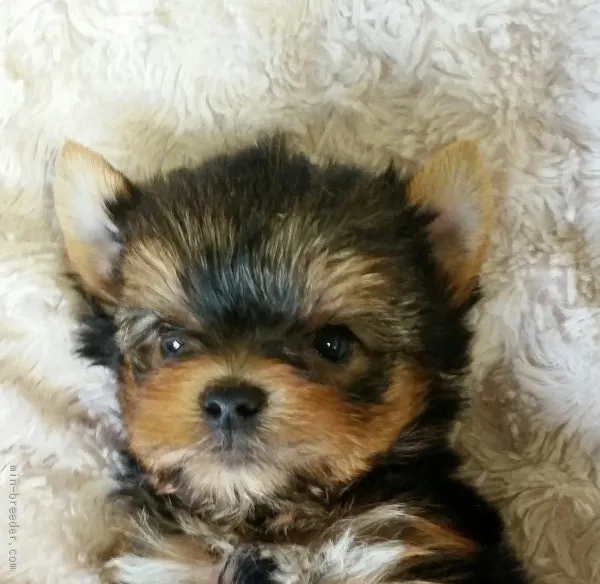 ハンナ 様のお迎えした子犬