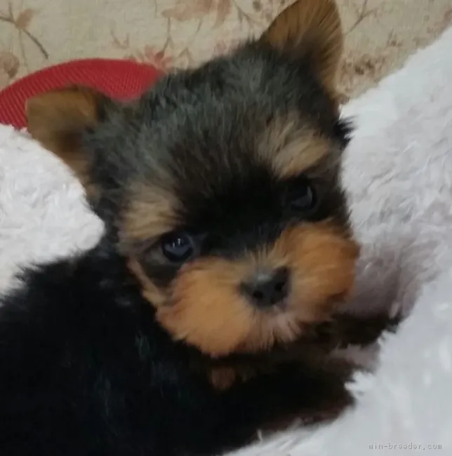 ID：1805-00122の子犬