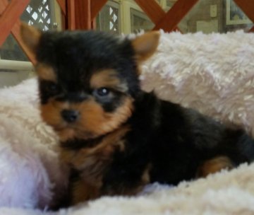 ヨークシャーテリア【茨城県・男の子・2016年6月1日・スチールブルー&タン】の写真「ちっちゃい！」