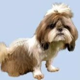 シーズー【茨城県・男の子・2025年4月5日・ホワイト&ゴールド】の写真13