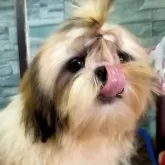 シーズー【茨城県・男の子・2025年4月5日・ホワイト&ゴールド】の写真5