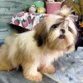 シーズー【茨城県・男の子・2025年4月5日・ホワイト&ゴールド】の写真13