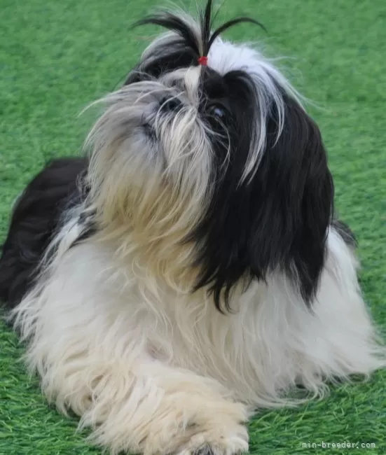 シーズー】満開の梅園にななちゃんと行ってきたよ🐶💕 - YouTube