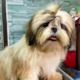 シーズー【茨城県・男の子・2025年4月5日・ホワイト&ゴールド】の写真14