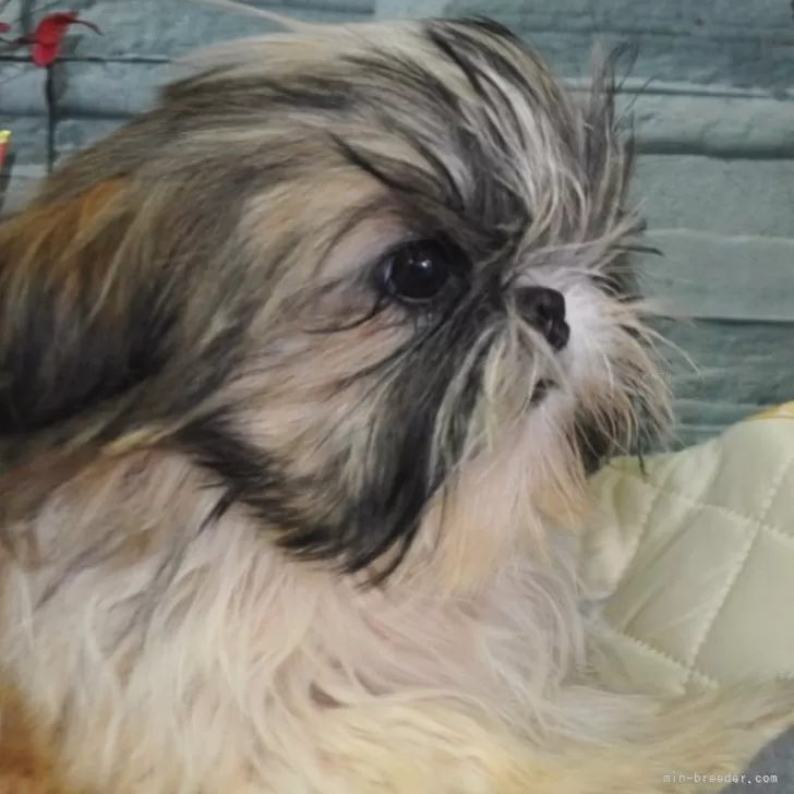 ID:2410-06505の子犬