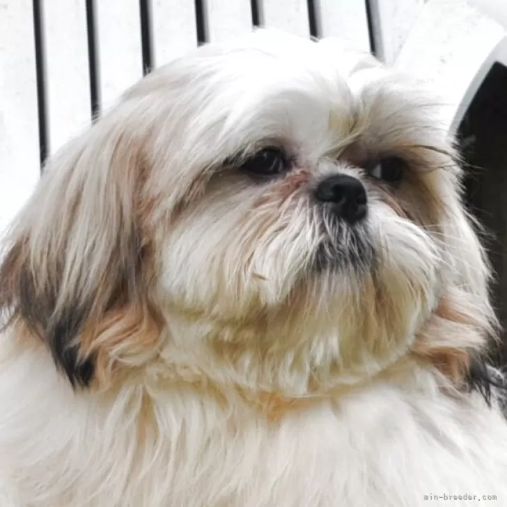 ID:2407-05108の子犬