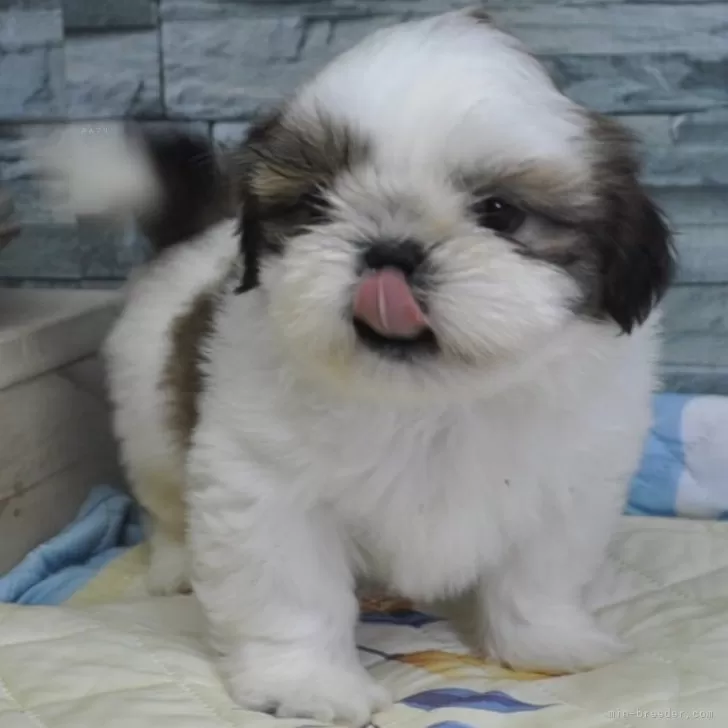 ココちゃんママ 様のお迎えした子犬
