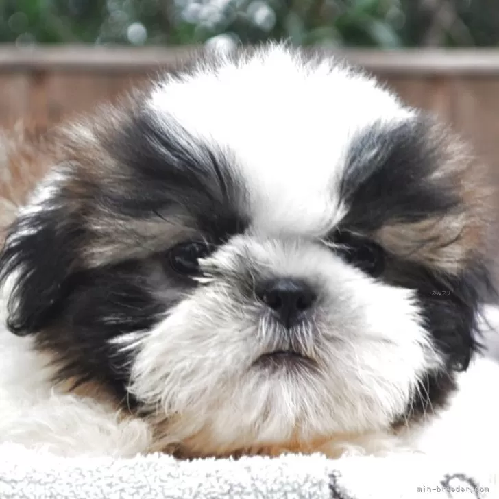 ID:2504-05079の子犬