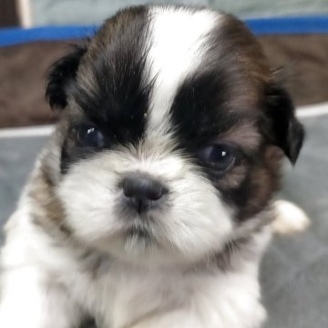 シーズー【茨城県・女の子・2025年10月8日・ホワイト&ゴールド】の写真「魅力的な優しい女の子です(*^-^*)」