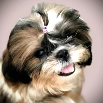 シーズー【茨城県・女の子・2025年6月18日・ホワイト&ゴールド】の写真「優しぃ可愛い乙女へと成長中☆彡」