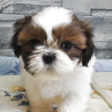 シーズー【茨城県・男の子・2025年1月16日・ホワイト&ゴールド】の写真「可愛いお顔のハンサムボーイ」