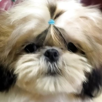 シーズー【茨城県・男の子・2025年6月18日・ホワイト&ゴールド】の写真「優しぃ美男子くんへと成長中☆彡」