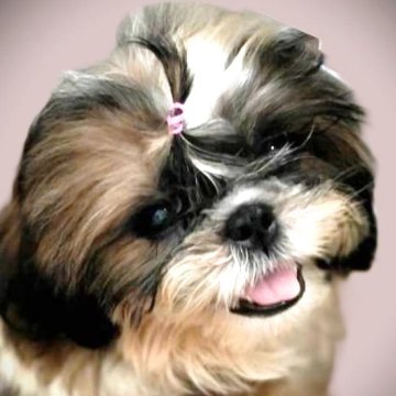 シーズー【茨城県・女の子・2025年6月18日・ホワイト&ゴールド】の写真「優しぃ可愛い乙女へと成長中☆彡」