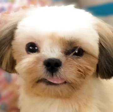 シーズー【茨城県・男の子・2025年1月22日・ホワイト&ゴールド】の写真「可愛いお顔の小柄な体形の美少年です」