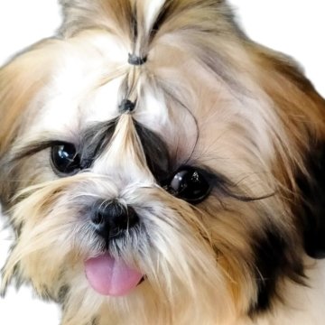 シーズー【茨城県・女の子・2025年5月11日・ホワイト&ゴールド】の写真「優しいお顔の美少女ちゃん」