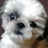 シーズー