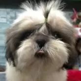 シーズー