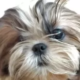 シーズー