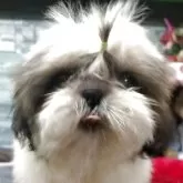 シーズー
